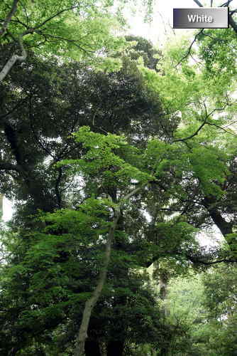 c0227134_725236.jpg
