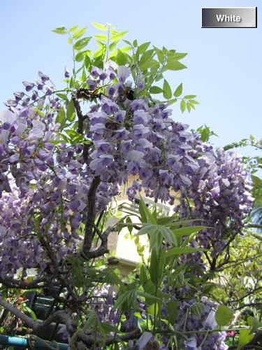 c0227134_731120.jpg
