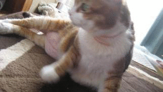 e0255638_17141814.gif