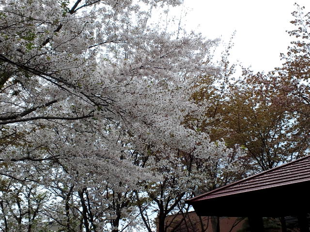 c0117239_1012473.jpg