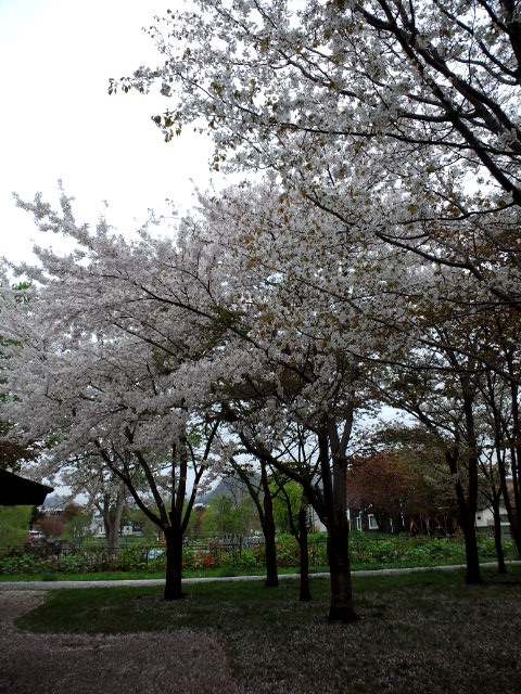 c0117239_1084625.jpg