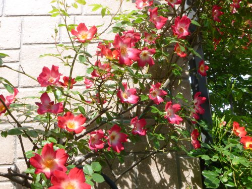 c0072847_1525238.jpg