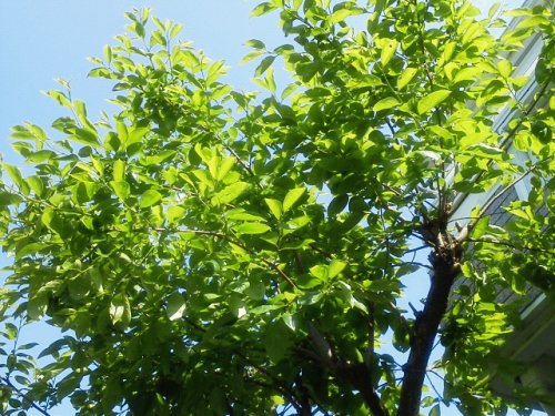 c0072847_15254789.jpg