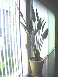 c0051759_1239291.jpg