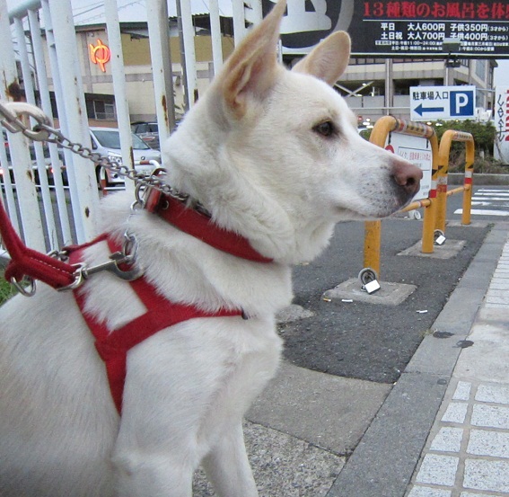 a0132275_11421257.jpg