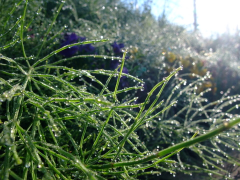 a0043982_452549.jpg