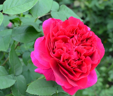 d0099791_2344430.jpg