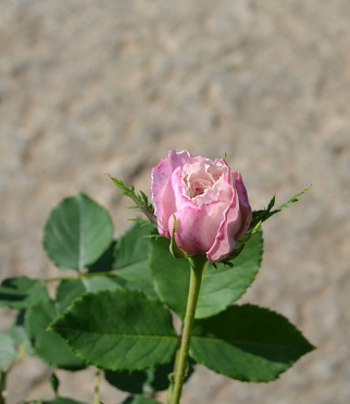 d0099791_23592147.jpg