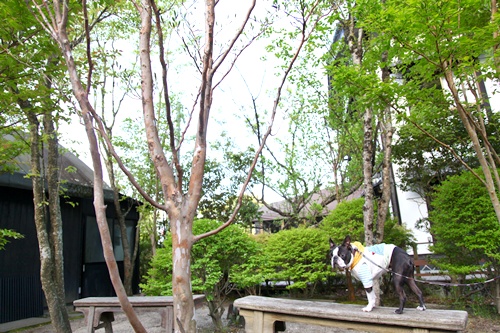 e0229992_12141943.jpg