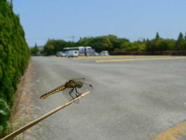 e0002314_20332377.jpg