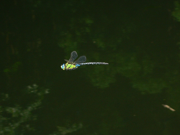 e0002314_20333731.jpg