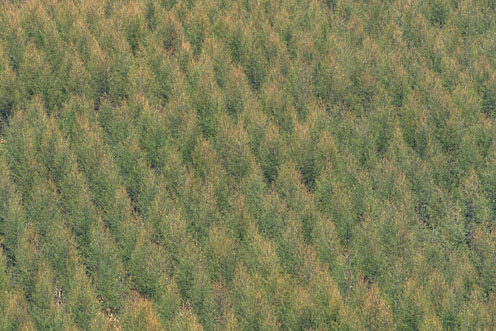 e0025030_8555471.jpg