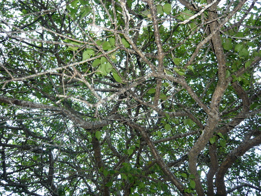 a0206332_1034458.jpg