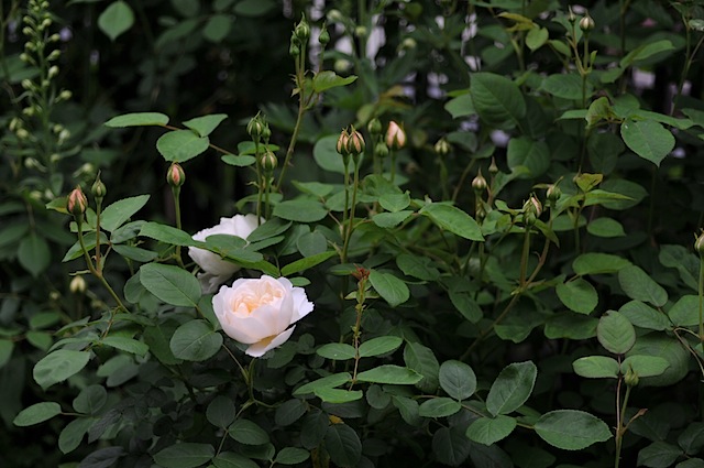 b0056932_0334493.jpg
