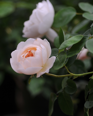 b0056932_034354.png