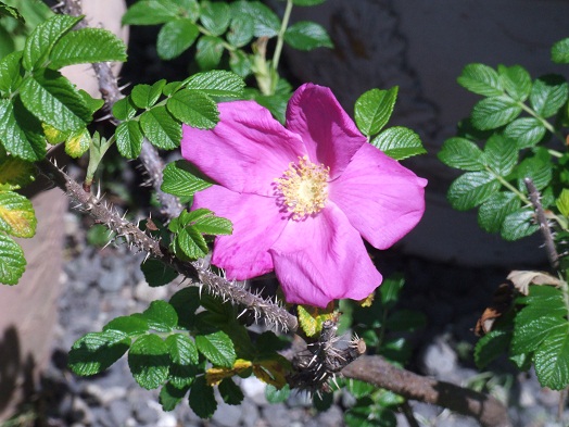 b0089338_23243930.jpg