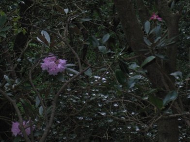 c0077338_812332.jpg