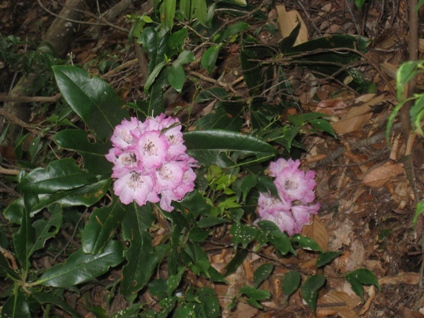 c0077338_81414.jpg