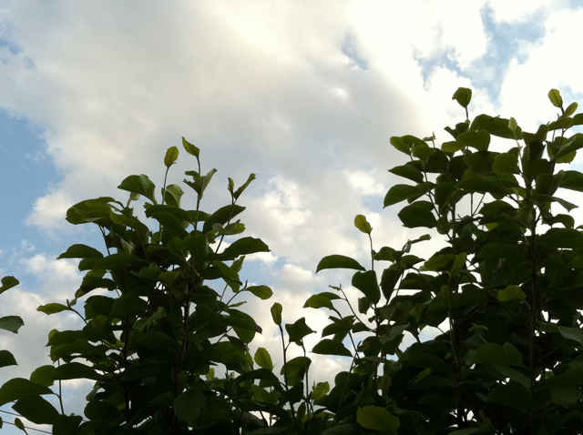 f0179947_016618.jpg