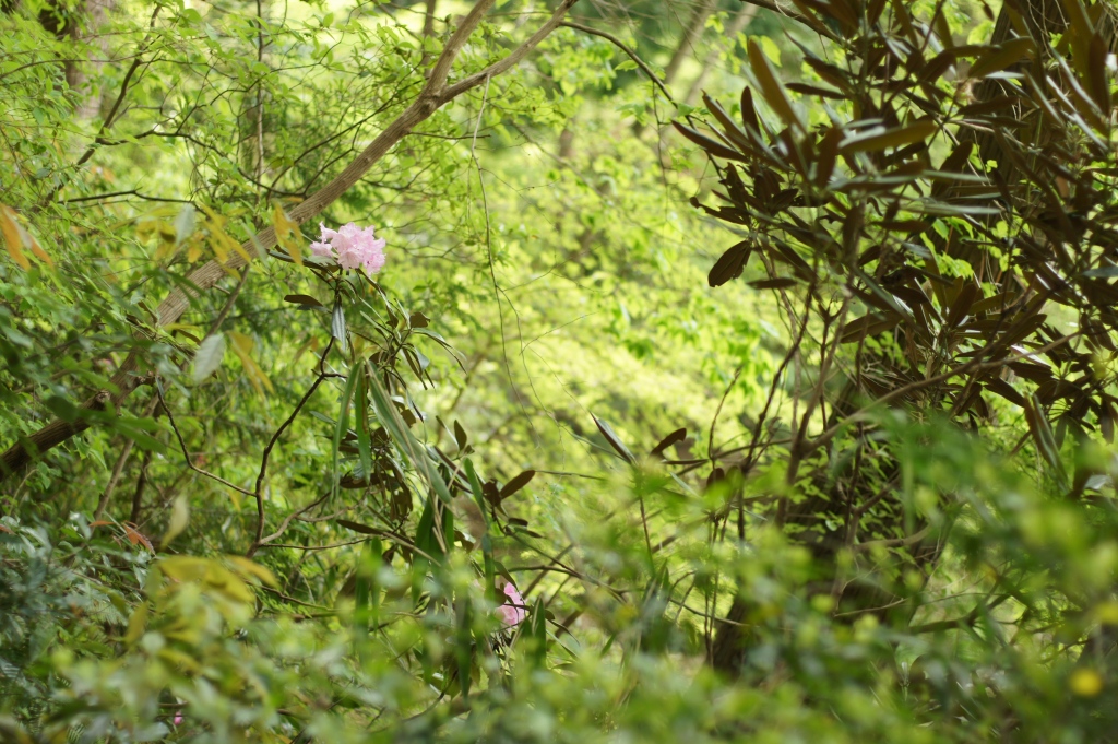 e0259451_11242315.jpg