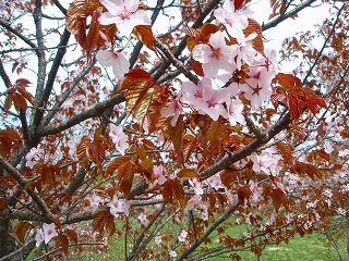 e0004756_2152910.jpg