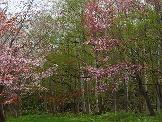 e0004756_21532133.jpg