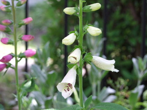 e0088260_2134171.jpg
