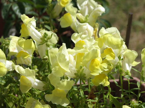 e0088260_2142619.jpg