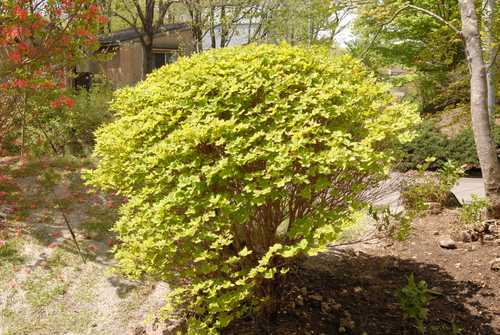 e0151566_21123162.jpg