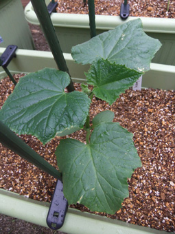 c0139591_40070.jpg