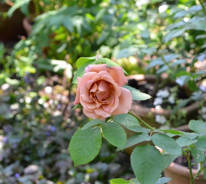 d0099791_053051.jpg