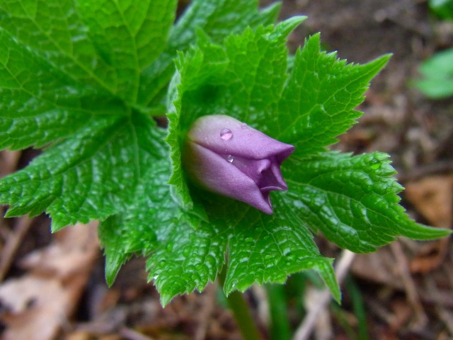f0157901_20204068.jpg