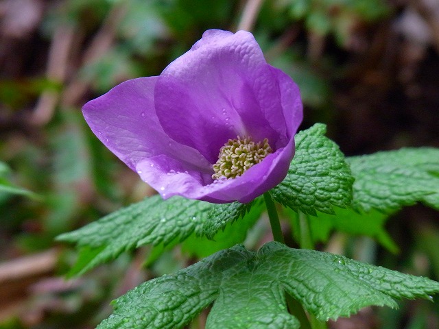 f0157901_20211439.jpg