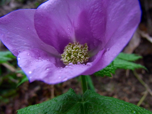 f0157901_20213877.jpg