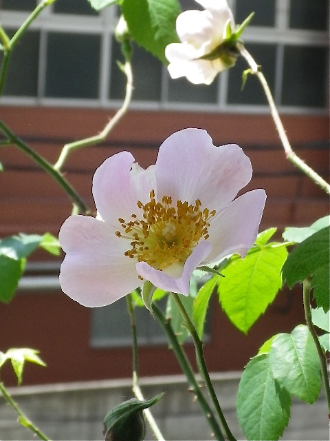 b0027736_16542644.jpg