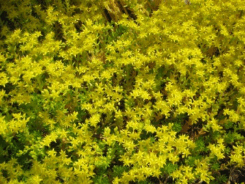 e0255638_15344620.gif