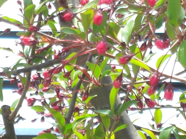 a0249443_12175949.jpg