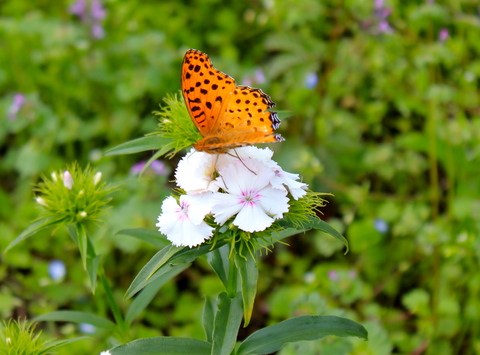 a0248459_4432988.jpg