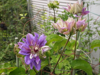 e0105760_2343717.jpg