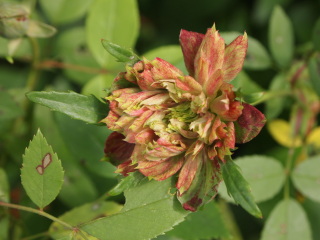 e0105760_23442969.jpg