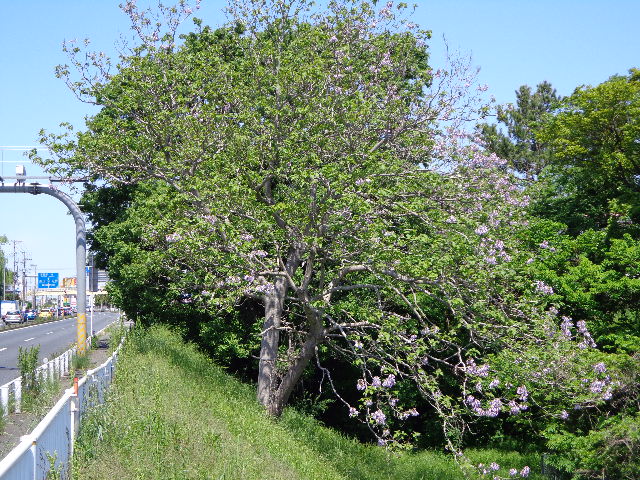 b0061261_21593174.jpg
