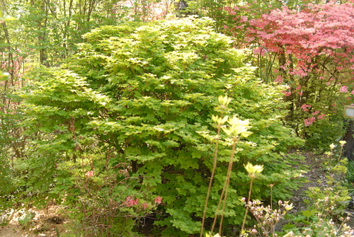 e0151566_20105297.jpg