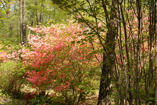 e0151566_20114065.jpg