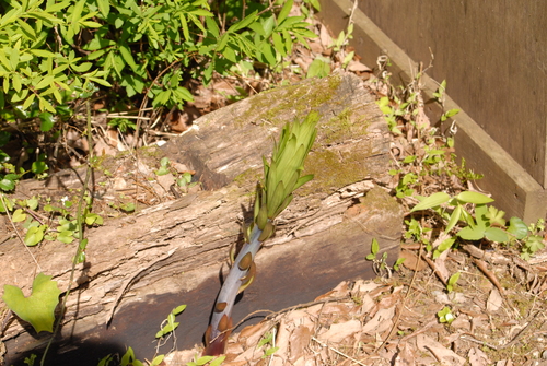 e0151566_20135257.jpg