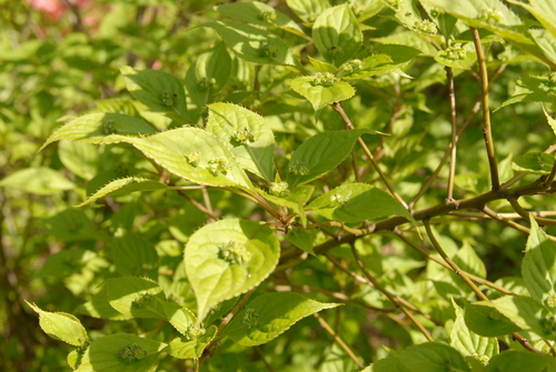 e0151566_20152948.jpg