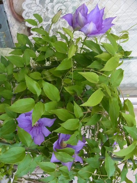 f0014980_9185229.jpg