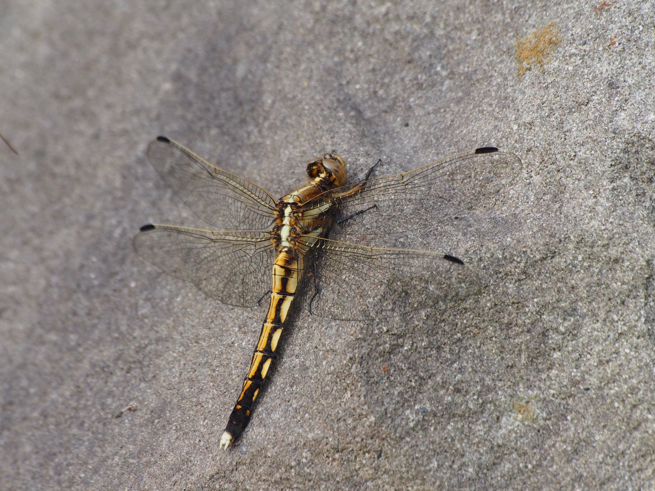 d0251387_20573077.jpg