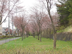 e0148889_16373529.jpg