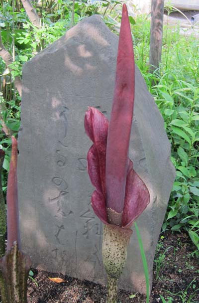 f0147025_8144080.jpg
