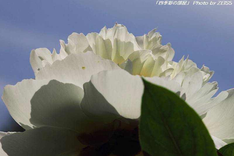 a0195032_22245468.jpg